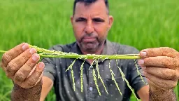 Climate change has ravaged India's rice stock. Now its export ban could deepen a global food crisis | CNN Business