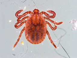 Japan confirms first human-to-human transmission of tick-borne SFTS virus
