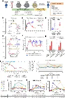 Chinese doctors treated an end-stage type 2 diabetic patient by implanting islet tissue derived in vitro from his own endoderm stem cells. The patient has been insulin-independent for 33 months.