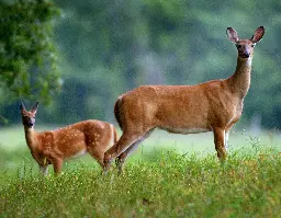 Scientists increasingly worried that chronic wasting disease could jump from deer to humans