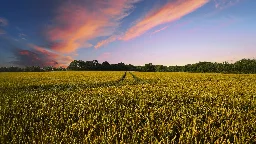Potassium depletion in soil threatens global crop yields
