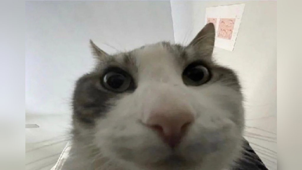 cat looking down at camera