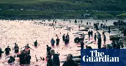 Over 500 dolphins killed in Faroe Islands since hunt resumed in May