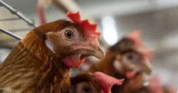 What Tyson Foods’ Terrible Year Means for the Future of Big Chicken