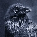 corvus