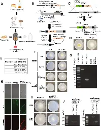 Edible mycelium bioengineered for enhanced nutritional value and sensory appeal using a modular synthetic biology toolkit - Nature Communications