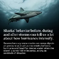 Researchers have found that sharks' heightened senses at sea could significantly improve hurricane forecast models