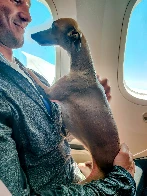 Dog on a plane  