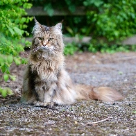 Neighbourhood cat [Mamiya Sekor C 55-110mm f4.5N]