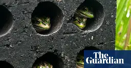 ‘Frog saunas’ could save species from deadly fungal disease, study finds