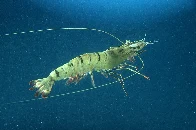 TIL of eyestalk ablation where female shrimp eyes are removed to speed up development of mature ovaries. It's used in nearly every commercial shrimp reproduction facility, usually without anesthetic