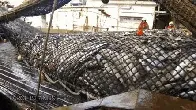 The Scale of Overfishing is Hard to Grasp