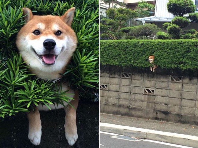 shiba rule