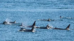Orcas Explain Why They Are Attacking Boats