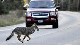 New York considers ban on cash prize contests for hunting coyotes, squirrels, some other wildlife