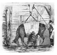 TIL about "Swill milk" where cows were fed distillery waste causing cow teeth rot and disease. It was also adulterated with raw eggs, burn sugar, etc. Swill milk lead to over 8,000 infant's deaths