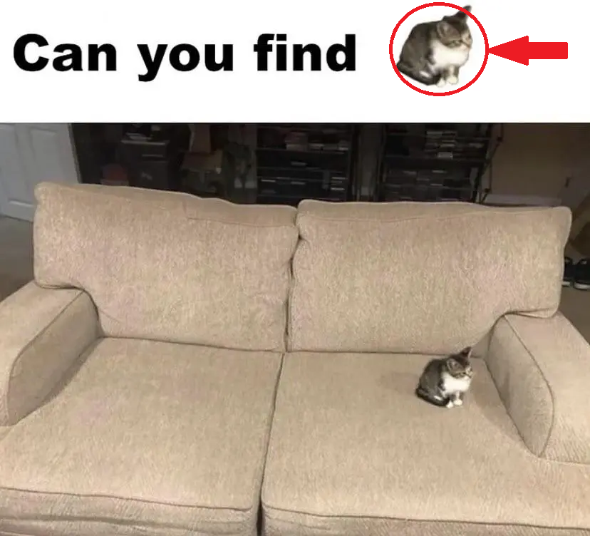 The cat is circled and pointed to with a red arrow