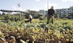 Cuba’s Urban Farming Revolution: How to Create Self-Sufficient Cities