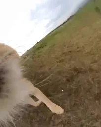A lioness in Kenya took a camera with a selfie stick from a tourist and ran away