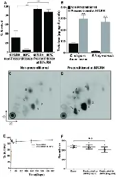 A novel nematode species from the Siberian permafrost shares adaptive mechanisms for cryptobiotic survival with C. elegans dauer larva