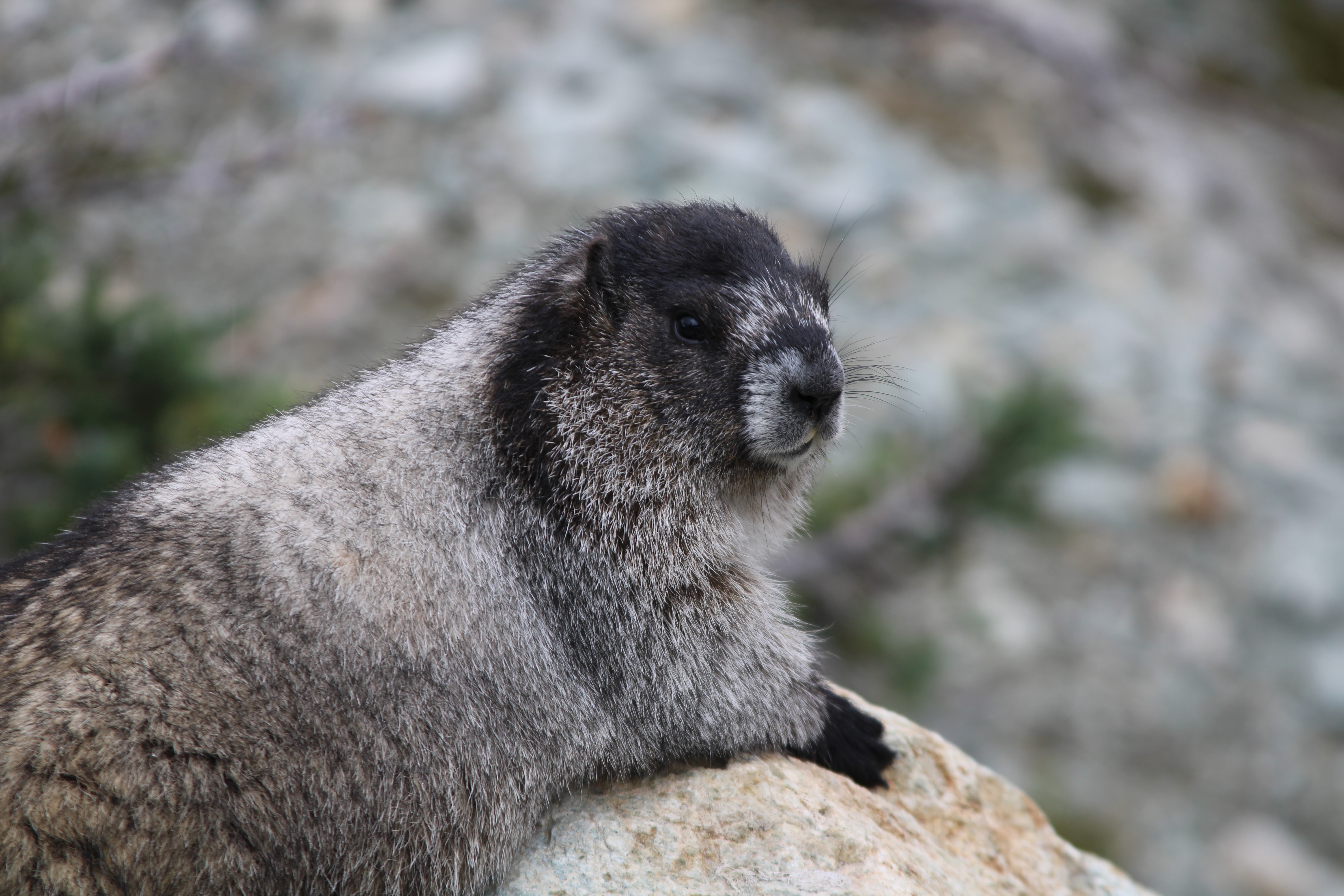 Hoary marmot!