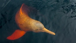 The Amazon Is Getting So Hot That Dolphins Are Dying En Masse