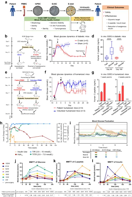 Treating a type 2 diabetic patient with impaired pancreatic islet function by personalized endoderm stem cell-derived islet tissue - Cell Discovery