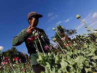 Myanmar authorities burn $446m in illegal drugs