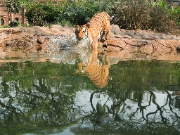 India’s tiger count tops 3,000 in boost to conservation efforts