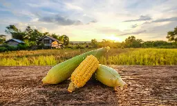 The Race to Protect Sweet Corn