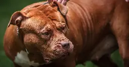 Minister questions ownership of of XL Bully dog ‘bred to be aggressive’