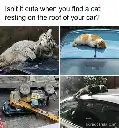 Do you like cats resting on your car?