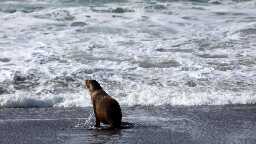 A Toxic Algae Bloom Is Killing California's Sea Lions