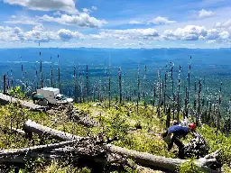 U.S. Forest Service Plan to Plant More Than a Billion Trees Limited by Lack of Seedlings, Study Finds - EcoWatch