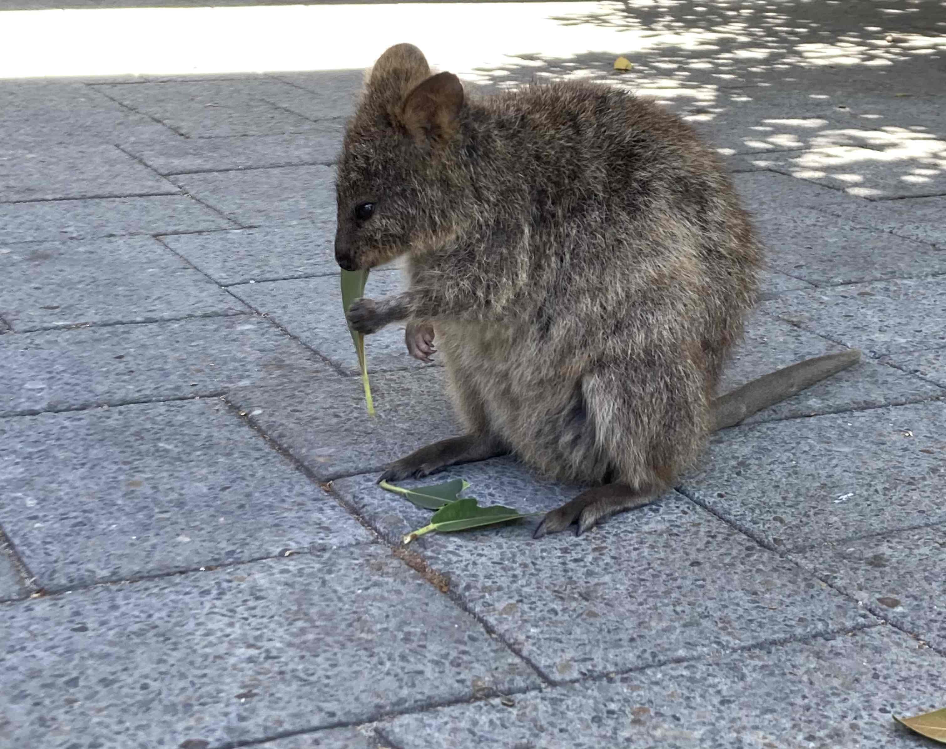 Finally, met the Quokkas at Rottnest Island!