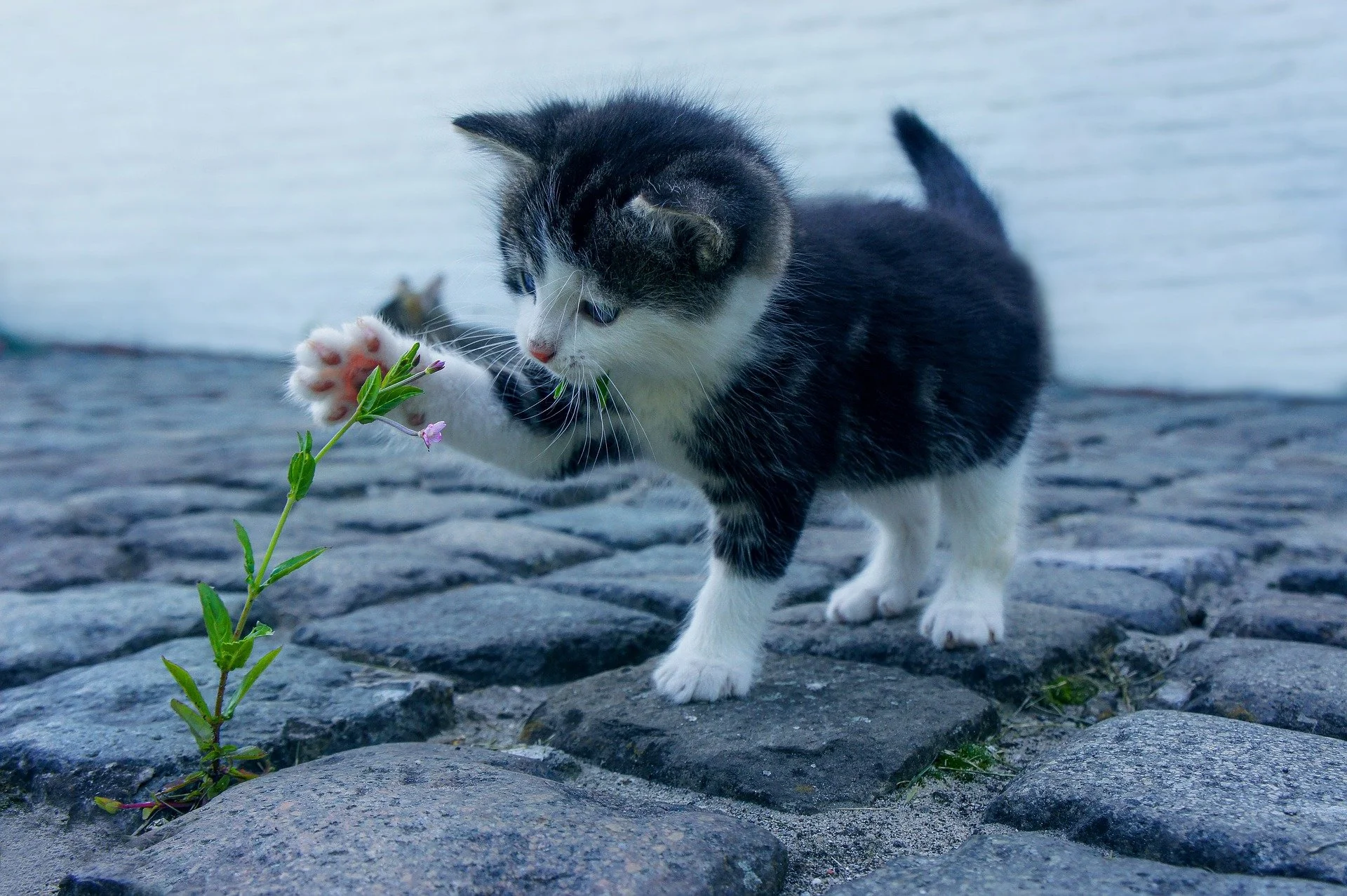 Pets do not significantly benefit the emotional health of owners with severe mental illness, study shows