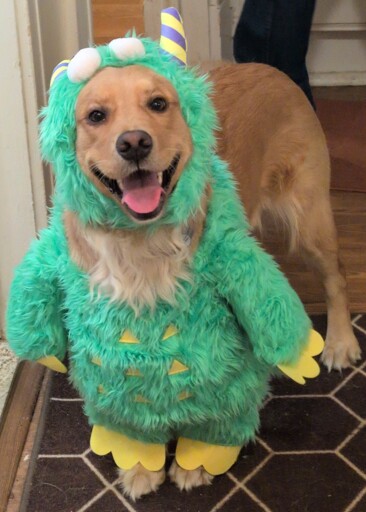 A golden retriever dressed up like a little green monster.