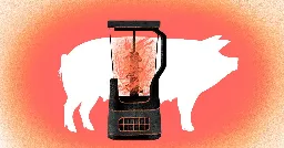 The pork industry’s forced cannibalism, explained