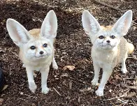 Fennecs