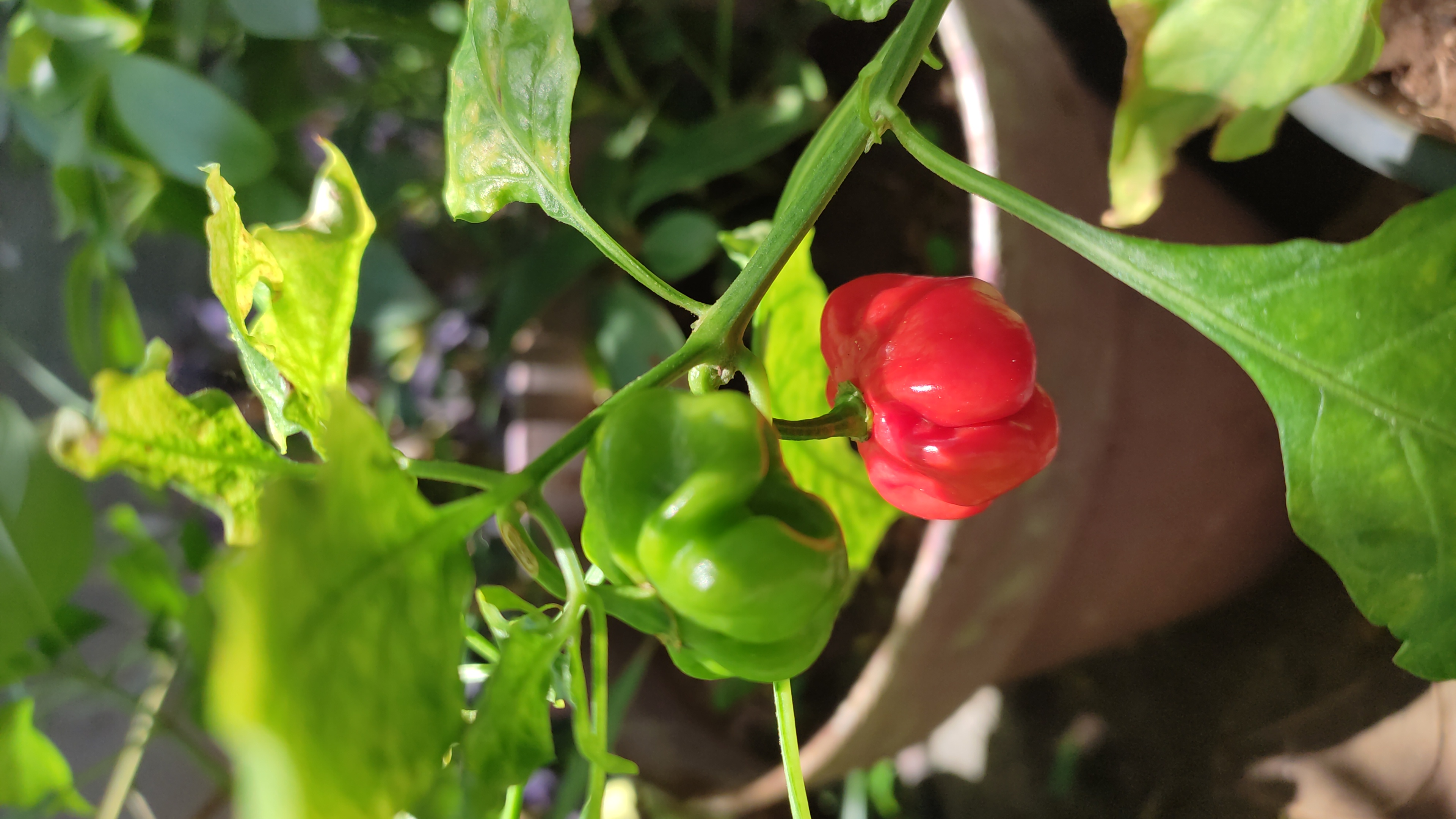 My happy Chili Peppers