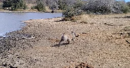 Watch How Animals React to the Scariest Sound on the Savanna