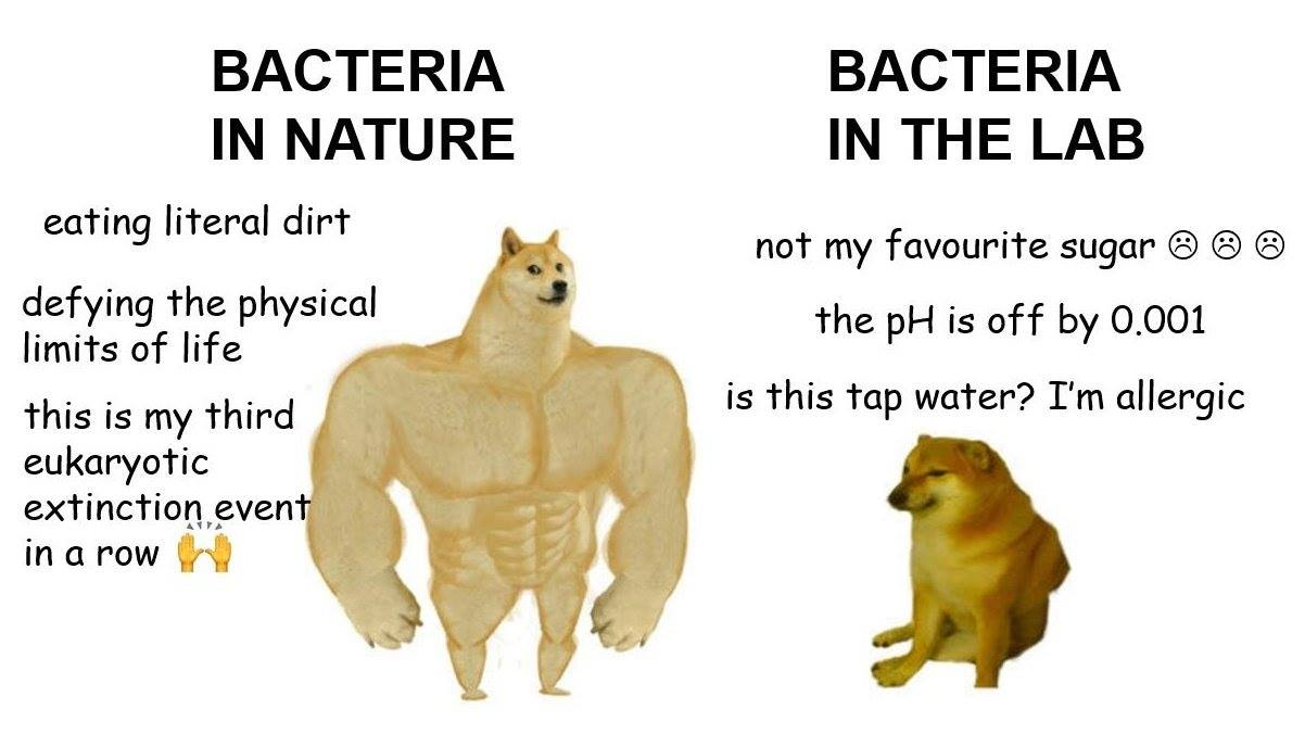 Bacteria