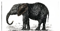 L'éléphant gris