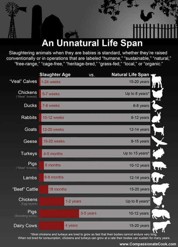 Natural Life spans of animals vs under carnist production.