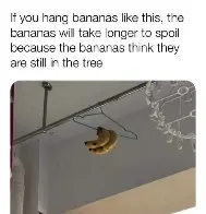 Bananas