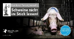 Ihre Stimme für die Schweine • Albert Schweitzer Stiftung für unsere Mitwelt