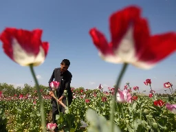 Afghan opium poppy cultivation plunges by 95 percent under Taliban: UN
