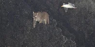 Cougar on Haystack Rock 😲