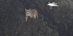Cougar spotted on Haystack Rock, beach closed