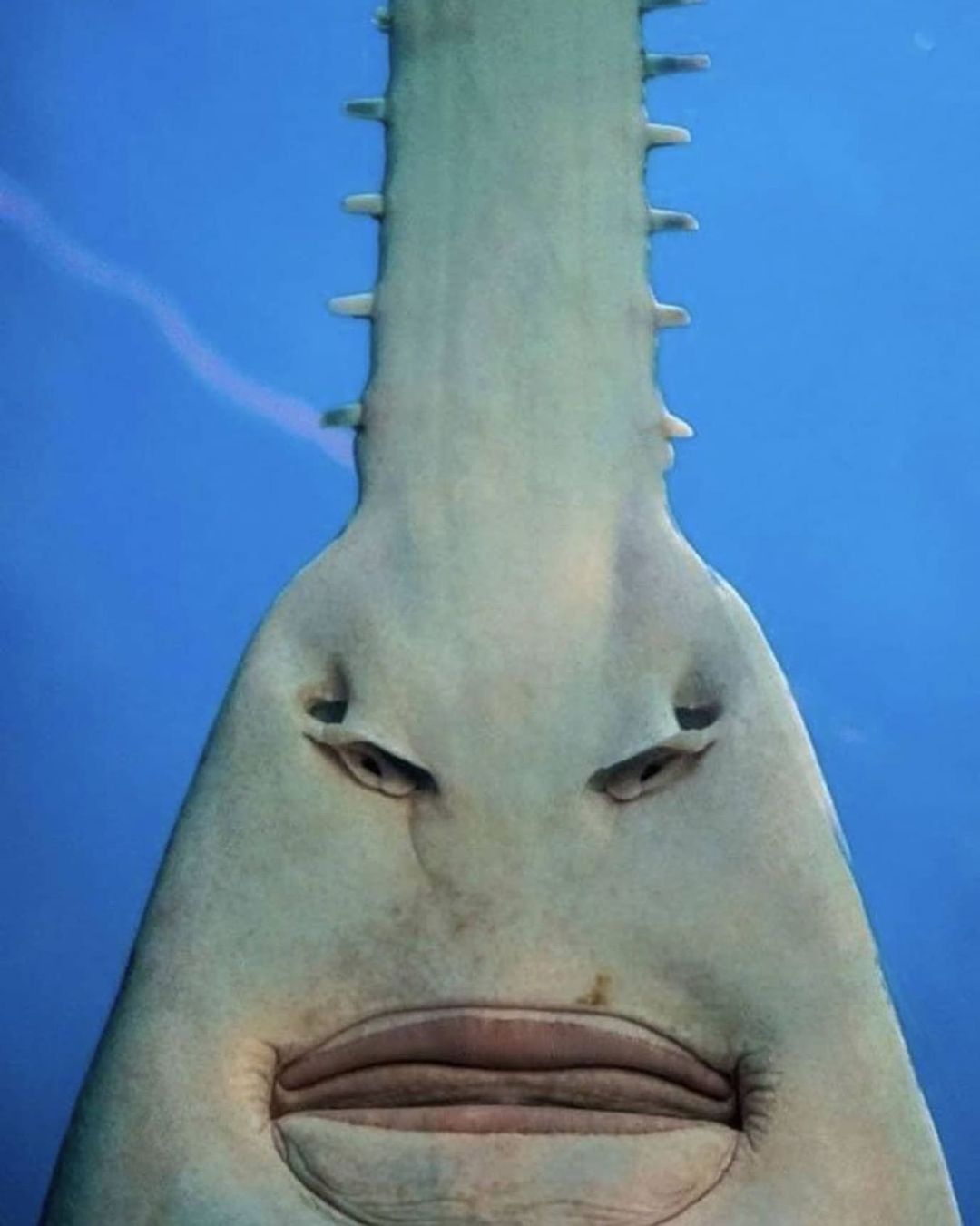 Underside of a sawfish